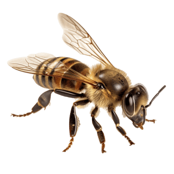bee isolated on background with png