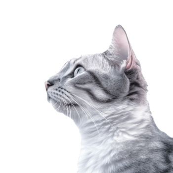 cat isolated on background with png