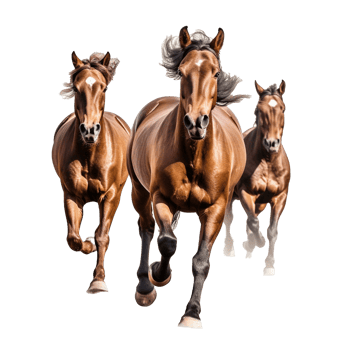 running horse isolated on background with png