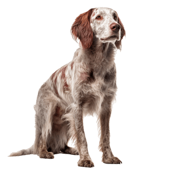 dog isolated on background with png