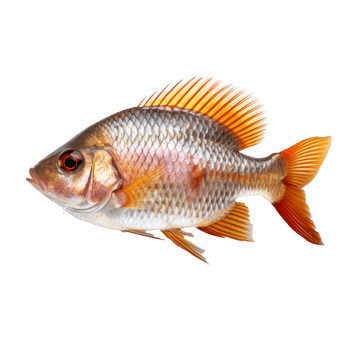Tropical Fish isolated on background with png