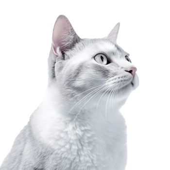cat isolated on background with png