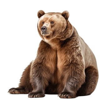 bear isolated on background with png