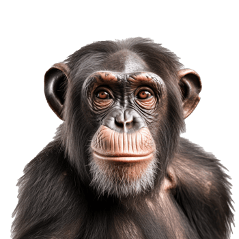 chimpanzee isolated on background with png