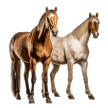 horse isolated on background with png
