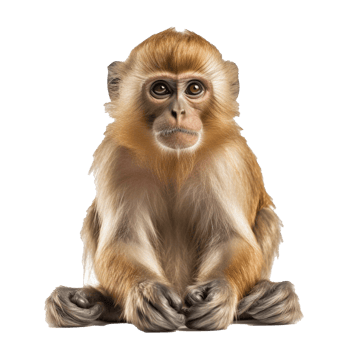 monkey isolated on background with png