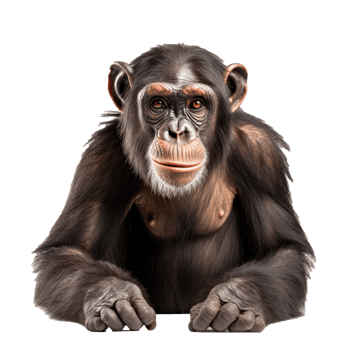 chimpanzee isolated on background with png