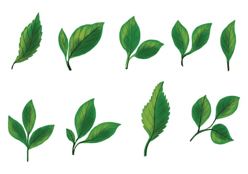 Realistic tropical plants green leaf set design vector