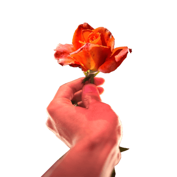 icon give a rose show feeling png