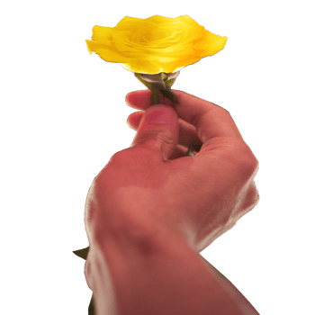 icon give a rose show feeling png