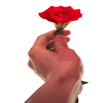 icon give a rose show feeling png