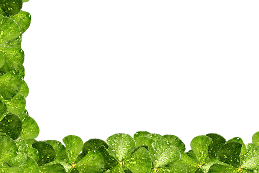 icon clover form border png