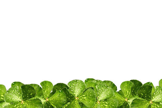 icon clover form border png