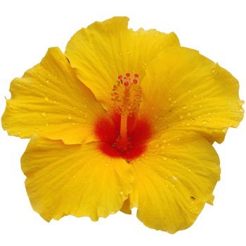 Yellow hibiscus with red center png