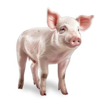 Pig isolated on transparent background png