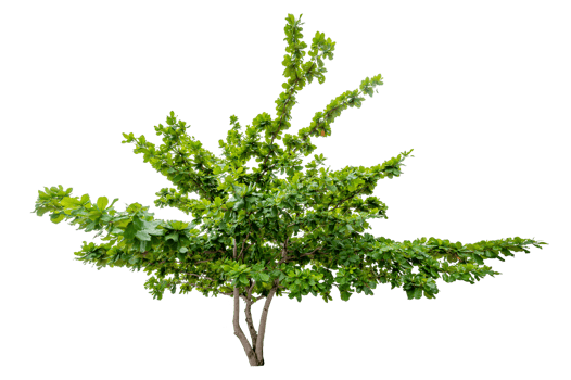 Isolated  trees  on transparent background PNG file