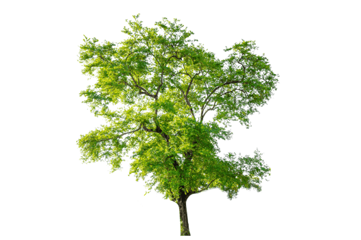 Isolated  trees  on transparent background PNG file