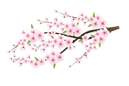 Realistic cherry blossom and  cherry flowers and petals illustration,cherry blossom vector. pink sakura flower background. cherry blossom flower blooming vector