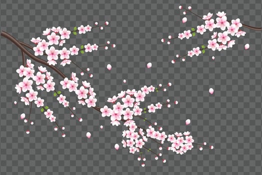 Realistic cherry blossom and  cherry flowers and petals illustration,cherry blossom vector. pink sakura flower background. cherry blossom flower blooming vector