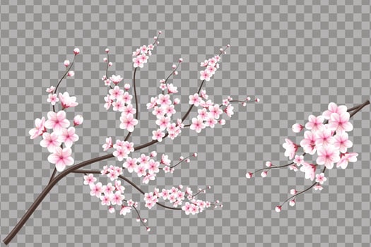 Realistic cherry blossom and  cherry flowers and petals illustration,cherry blossom vector. pink sakura flower background. cherry blossom flower blooming vector