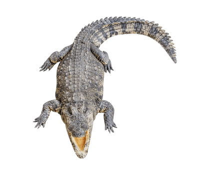 Siamese crocodile open mouth png