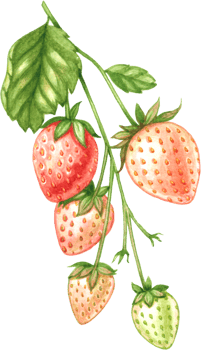 Strawberry fruit watercolor elements clipart png