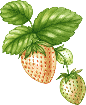 Strawberry fruit watercolor elements clipart png