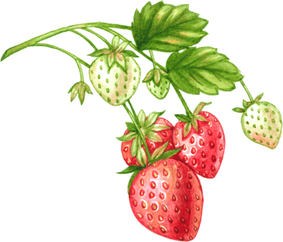 Strawberry fruit watercolor elements clipart png
