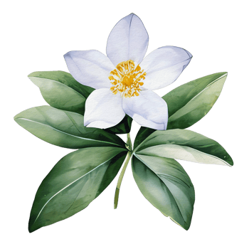 watercolor botanical elements png