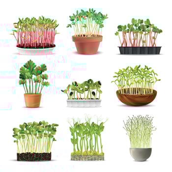Sprouted Grains Realistic Set vector