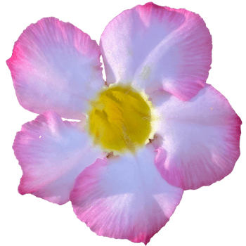 Adenium obesum Plant png