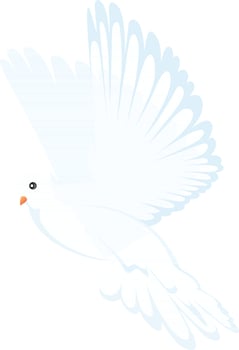 Beautiful flying dove bird. vector