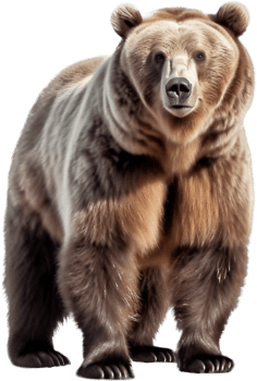 Bear with . png