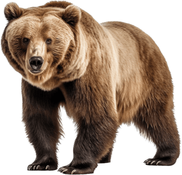 Bear with . png