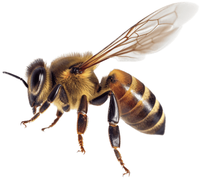 Bee side view with . png