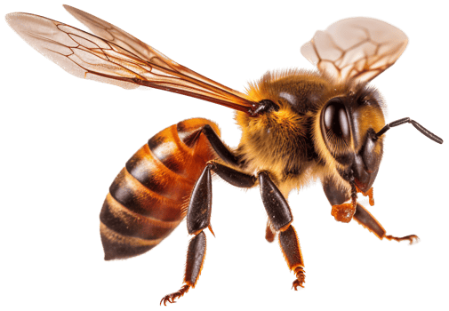 Bee side view with . png