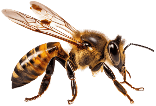 Bee side view with . png