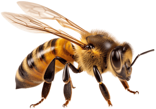 Bee side view with . png