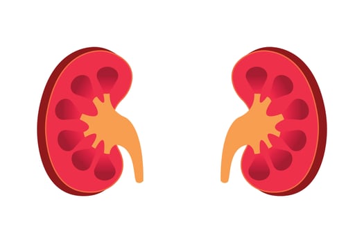 cross section of human kidney. kidney vector illustration isolated on white background. eps 10