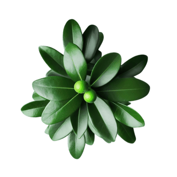 isolated flowers and tropical leaves png