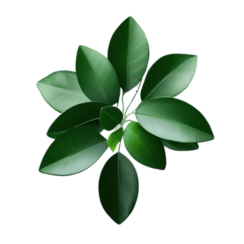 isolated flowers and tropical leaves png