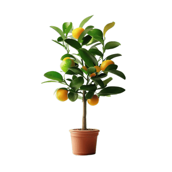 isolated flowers and tropical leaves png