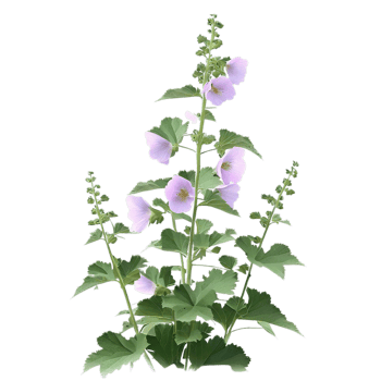 isolated flowers and tropical leaves png