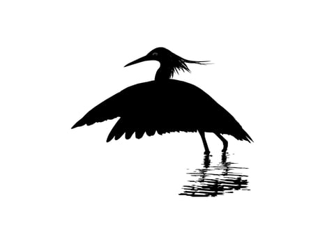 The Black Heron Bird, Egretta Ardesiaca, also known as the Black Egret Silhouette for Art Illustration, Logo, Pictogram, Website, or Graphic Design Element. Vector Illustration