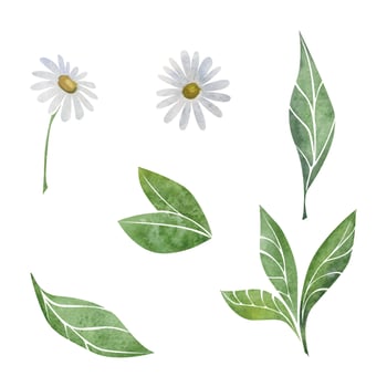 Watercolor hand drawn illustration. White camomile flowers and green tea leaves, nature plant. Isolated object on white background. For invitations, cafe, restaurant food menu, print, website, cards vector