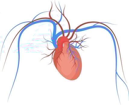 Heart Blood Vessels On White Background. vector