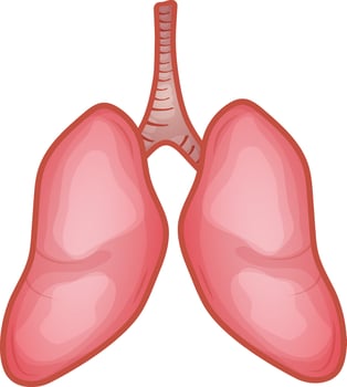 Human Lungs Anatomy Flat Vector. vector
