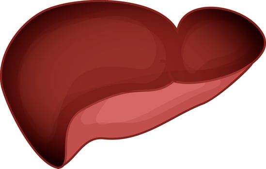 Vector Illustration Of Brown Human Liver.