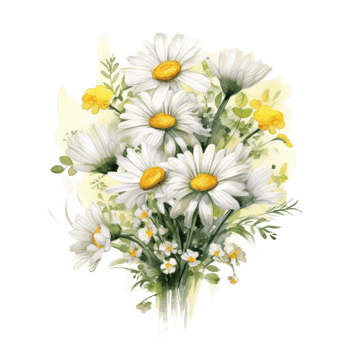 Watercolor chamomile isolated. Illustration png
