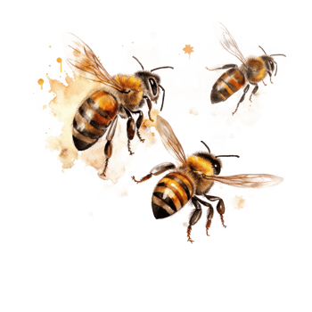 Honey bee isolated. Illustration png